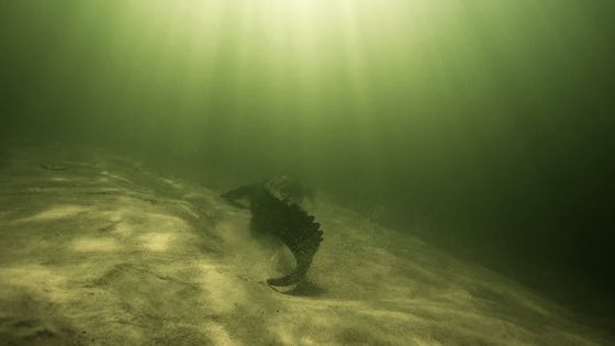 Zdjęcie podwodne z nurkowania, rafy lub morskiego zwierzęcia