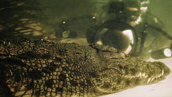 Zdjęcie podwodne z nurkowania, rafy lub morskiego zwierzęcia