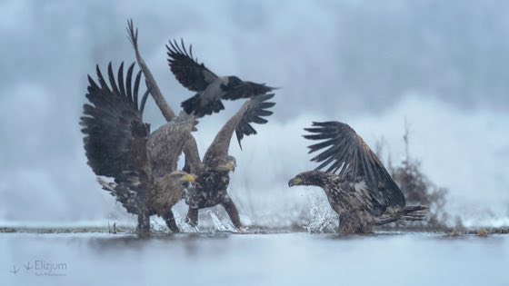 Zdjęcie dzikiej natury i zwierząt z wypraw nurkowych