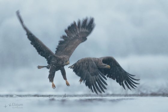 Zdjęcie dzikiej natury i zwierząt z wypraw nurkowych