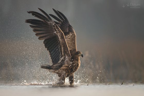 Zdjęcie dzikiej natury i zwierząt z wypraw nurkowych