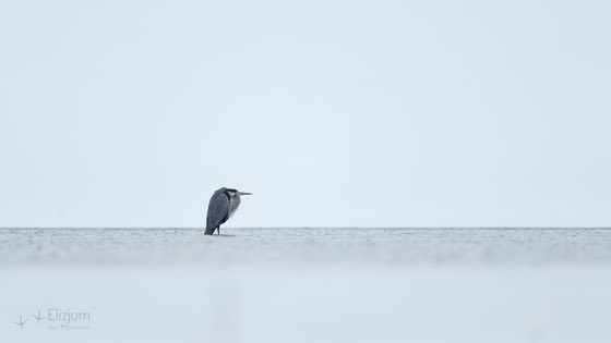 Zdjęcie dzikiej natury i zwierząt z wypraw nurkowych