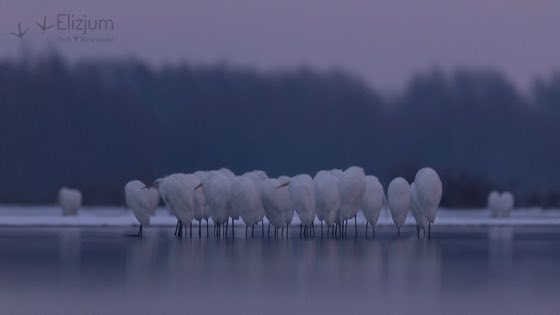 Zdjęcie dzikiej natury i zwierząt z wypraw nurkowych