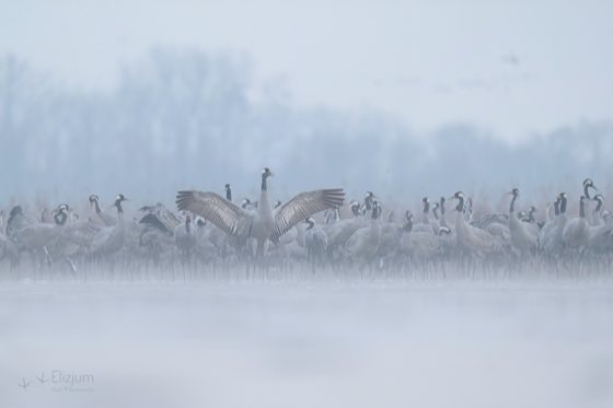 Zdjęcie dzikiej natury i zwierząt z wypraw nurkowych