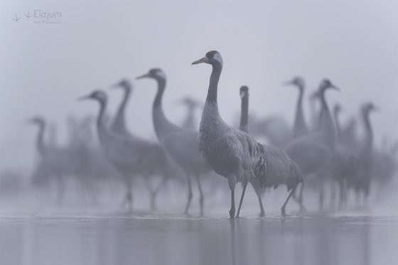 Zdjęcie dzikiej natury i zwierząt z wypraw nurkowych