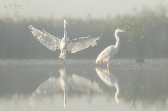 Zdjęcie dzikiej natury i zwierząt z wypraw nurkowych