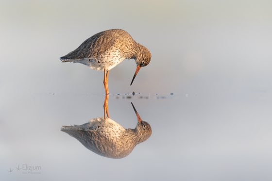 Zdjęcie dzikiej natury i zwierząt z wypraw nurkowych