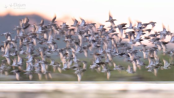 Zdjęcie dzikiej natury i zwierząt z wypraw nurkowych