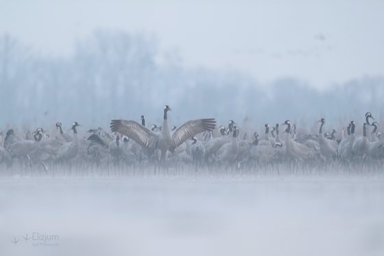 Zdjęcie dzikiej natury i zwierząt z wypraw nurkowych