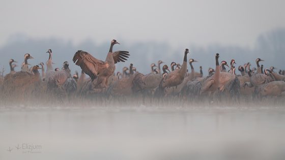 Zdjęcie dzikiej natury i zwierząt z wypraw nurkowych