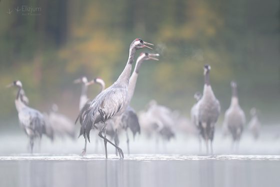 Zdjęcie dzikiej natury i zwierząt z wypraw nurkowych