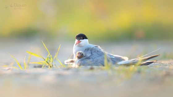 Zdjęcie dzikiej natury i zwierząt z wypraw nurkowych
