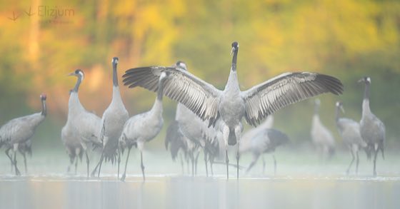 Zdjęcie dzikiej natury i zwierząt z wypraw nurkowych