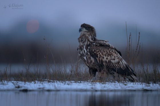 Zdjęcie dzikiej natury i zwierząt z wypraw nurkowych