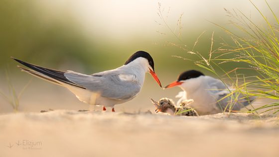 Zdjęcie dzikiej natury i zwierząt z wypraw nurkowych
