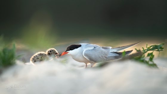 Zdjęcie dzikiej natury i zwierząt z wypraw nurkowych