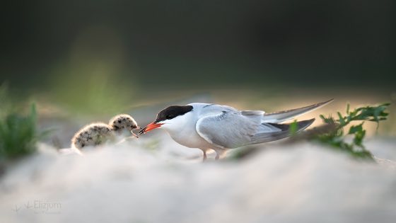 Zdjęcie dzikiej natury i zwierząt z wypraw nurkowych