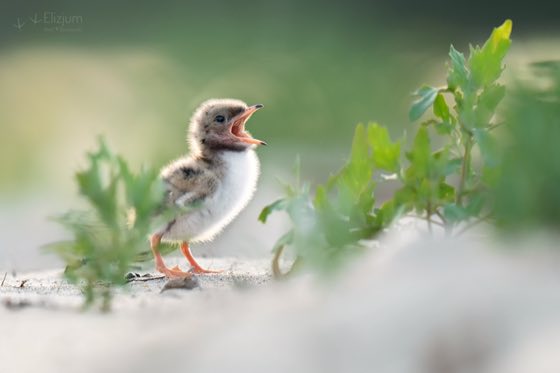 Zdjęcie dzikiej natury i zwierząt z wypraw nurkowych