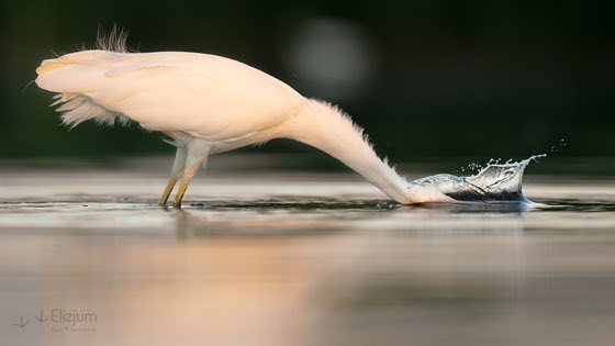 Zdjęcie dzikiej natury i zwierząt z wypraw nurkowych