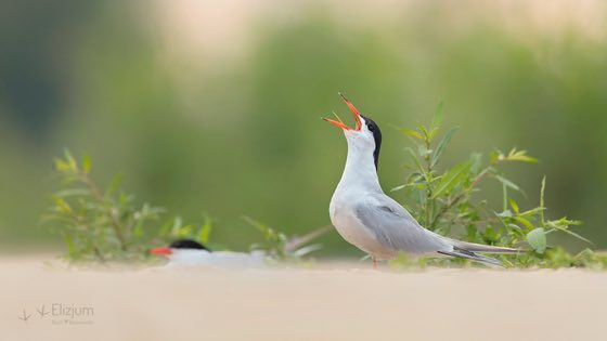 Zdjęcie dzikiej natury i zwierząt z wypraw nurkowych