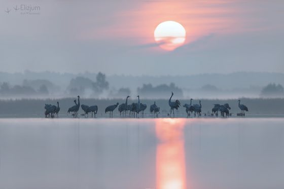 Zdjęcie dzikiej natury i zwierząt z wypraw nurkowych