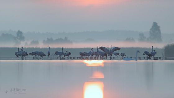 Zdjęcie dzikiej natury i zwierząt z wypraw nurkowych