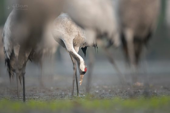 Zdjęcie dzikiej natury i zwierząt z wypraw nurkowych