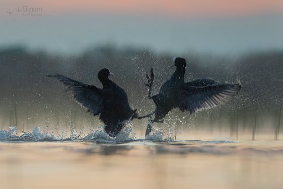Zdjęcie dzikiej natury i zwierząt z wypraw nurkowych
