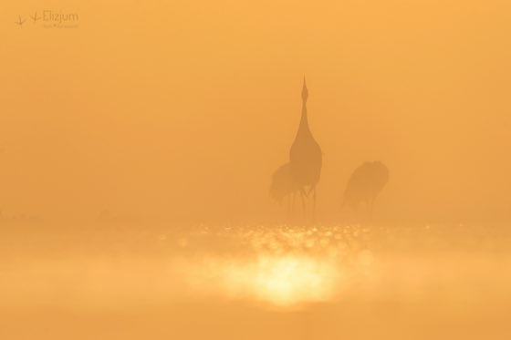Zdjęcie dzikiej natury i zwierząt z wypraw nurkowych
