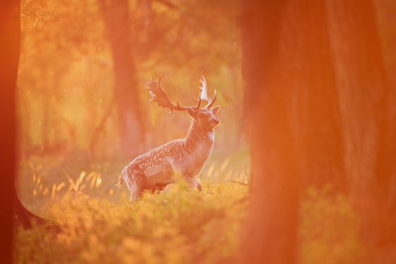 Zdjęcie dzikiej natury i zwierząt z wypraw nurkowych