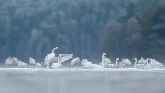 Zdjęcie dzikiej natury i zwierząt z wypraw nurkowych