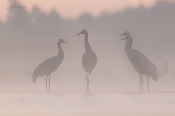 Zdjęcie dzikiej natury i zwierząt z wypraw nurkowych