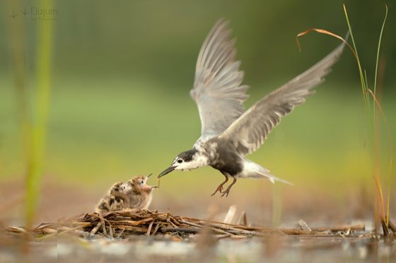 Zdjęcie dzikiej natury i zwierząt z wypraw nurkowych