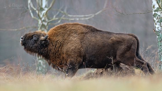 Zdjęcie dzikiej natury i zwierząt z wypraw nurkowych