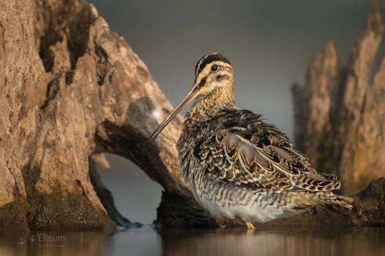 Zdjęcie dzikiej natury i zwierząt z wypraw nurkowych