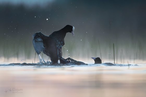 Zdjęcie dzikiej natury i zwierząt z wypraw nurkowych