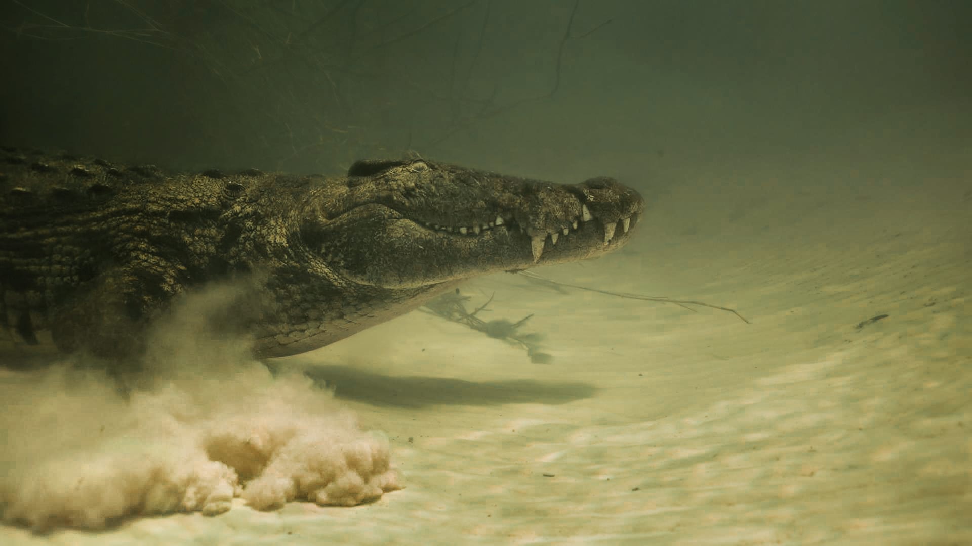 Underwater gallery photo