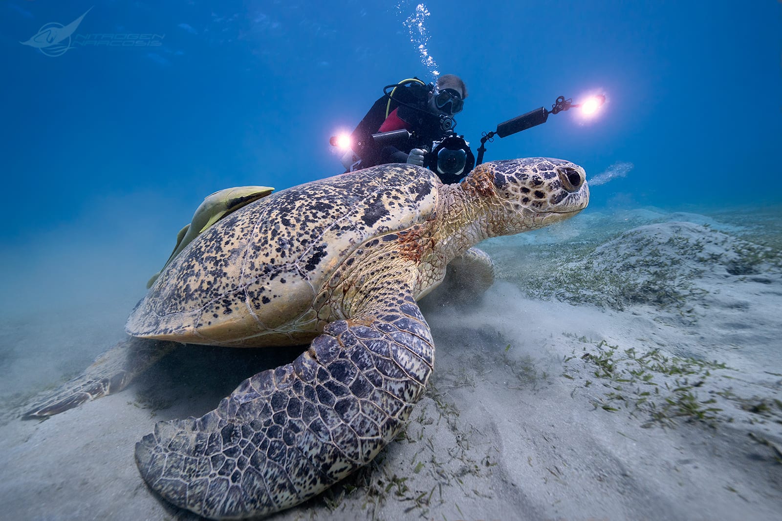 Underwater gallery photo