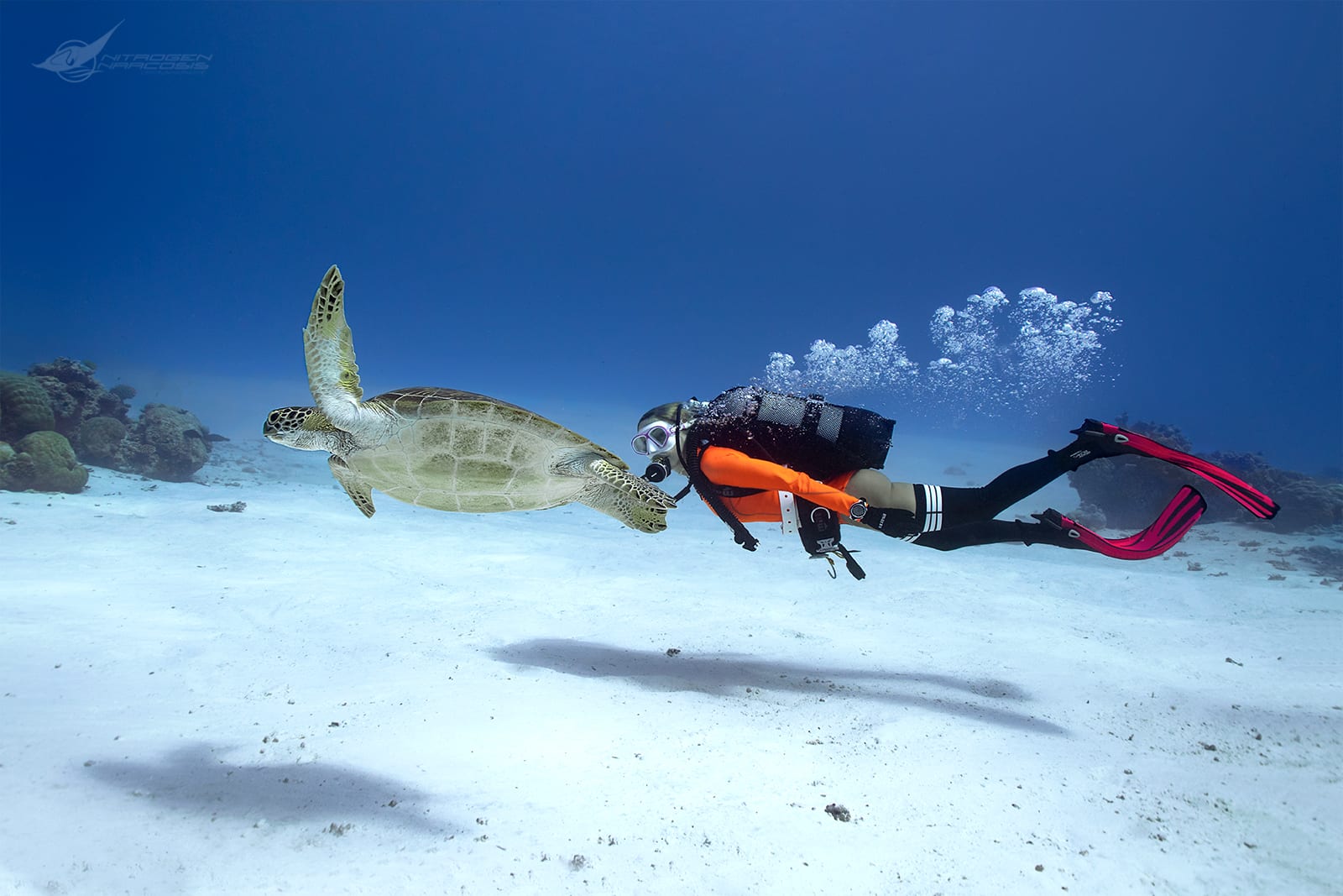 Underwater gallery photo