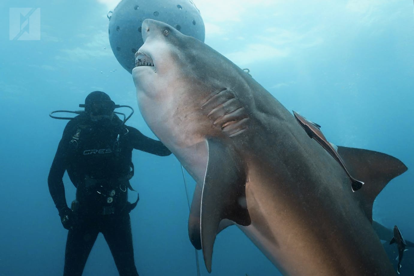 Underwater gallery photo