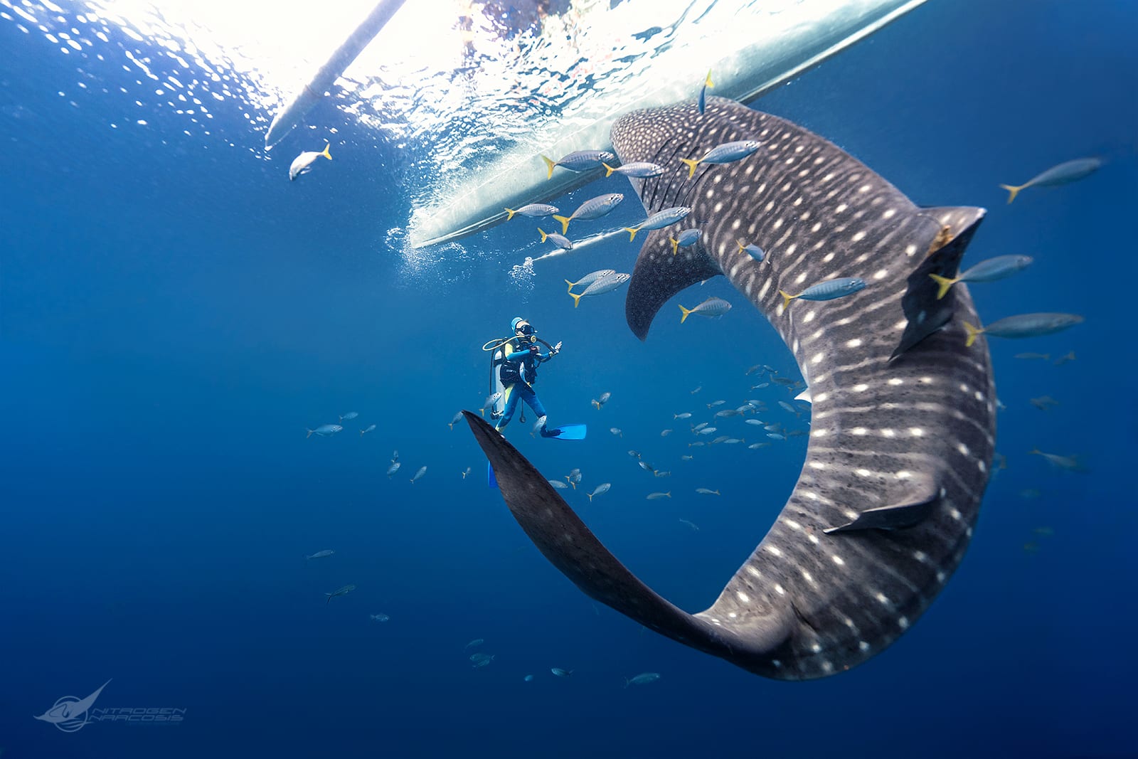 Underwater gallery photo